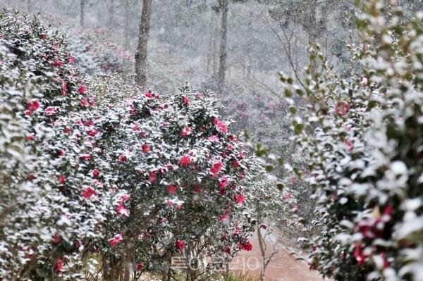 붉은 동백길 따라 힐링 산책할래?...신안 가락공원, 황토맨발길 오픈!