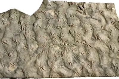 27년 마당서 매일 밟고다닌 ‘돌’…알고 보니 1억 9000만년 된 ‘공룡 화석’ 화들짝