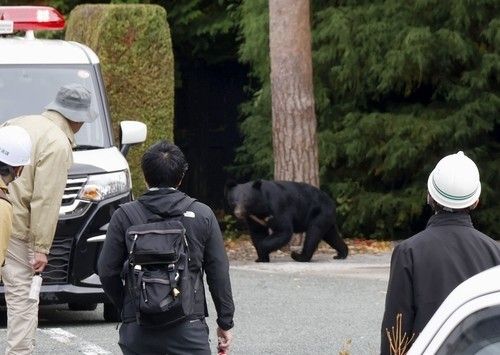 日 곰 피해주민 230명 넘어…"계속 출몰할 수 있다" 우려도