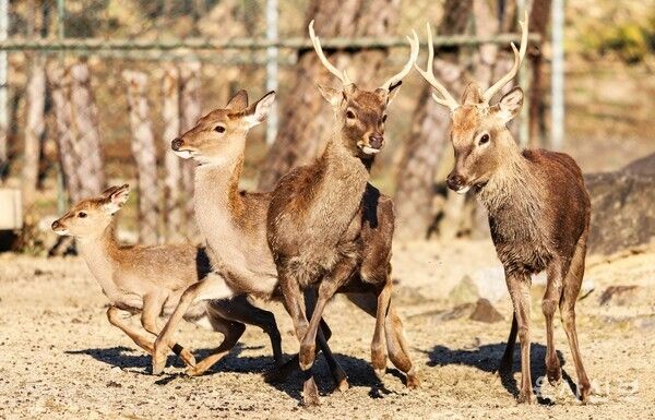 육군사관학교 '사슴 생도', 1시간 탈영 소동 후 교내 복귀