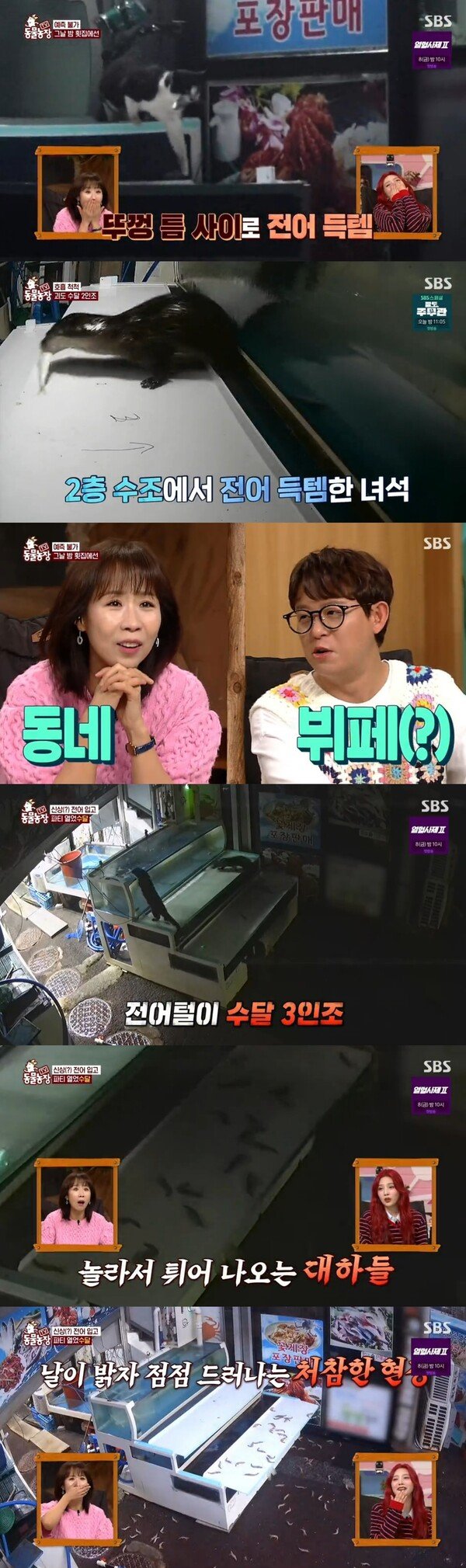 SBS 'TV 동물농장'