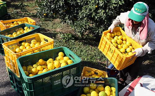 이상기후 여파 거제 유자 생산량 30％ 감소 전망에 농민 근심