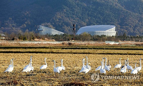 [픽! 세종] 장남평야 찾은 멸종위기종 큰고니 무리