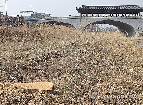 전북도, 260그루 벌목한 전주시에 '경고'…환경단체 "사과해야"