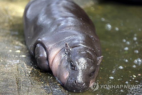 태국 스타 하마 '무뎅', 지역경제 살렸다…동물원 방문객 4배로