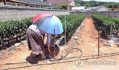 '기상여건 양호' 올해 고추 생산량 10.4% 늘었다