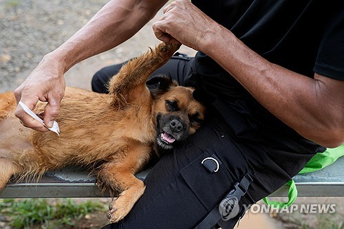 "밤에 개 짖으면 과태료 14만원"…파나마 지자체 행정명령 논란