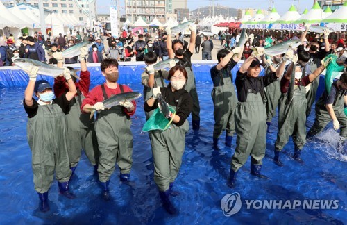 맨손으로 방어 잡는 '최남단 방어축제' 서귀포서 28일 개막