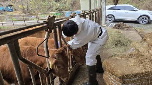 천안시 '럼피스킨' 차단 총력…비상 대응 태세 돌입