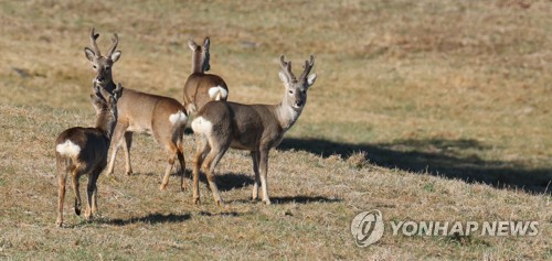 제주 노루 8년째 적정개체 수 밑돌아