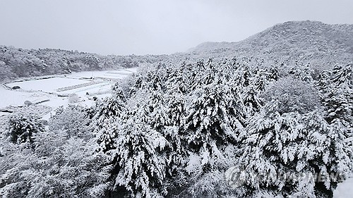 강원 평창 21.7㎝, 미시령 11.7㎝…설악산 등 국립공원 통제