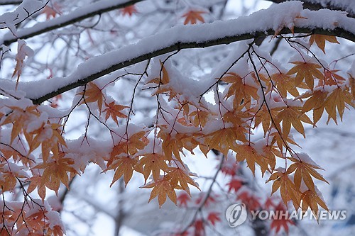 청주 이번 겨울 첫눈…평년보다 4일 늦어