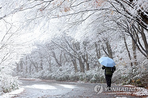 광주·전남 눈·강풍에 나무 쓰러지고 비행기 결항(종합)