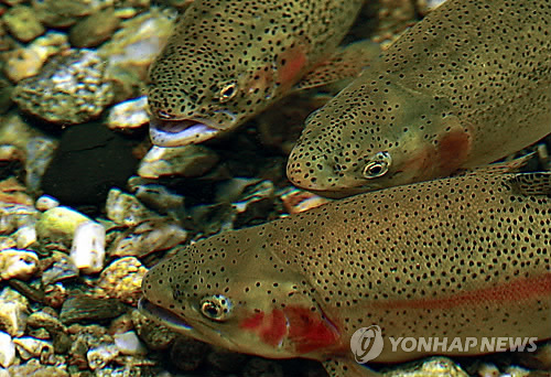 평창군, 송어회 2인분당 1만원 할인…수산물 판로 개척