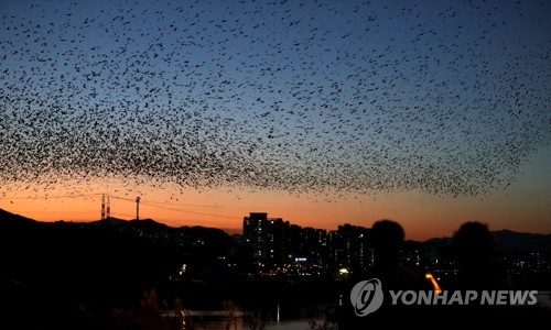 '겨울진객' 떼까마귀 보러 갈까…울산 태화강에 생태해설장 운영