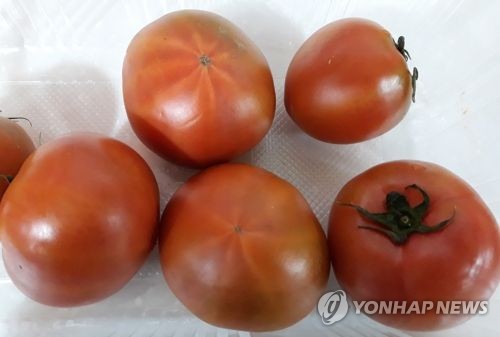 中신장 면화 이어 토마토도 강제노동 논란…"이탈리아산 둔갑"