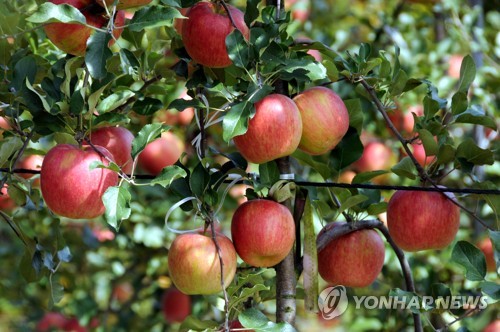 "2050년 사과 재배지는 강원뿐…사과연구소 설립 시급"