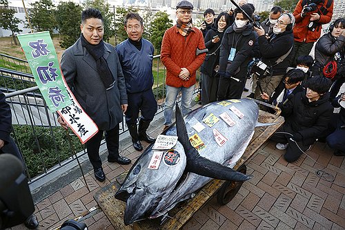 내년 태평양중서부 '고급 횟감' 참다랑어 어획 상한 높여