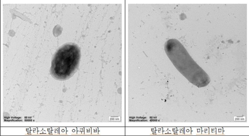 무안 해수서 찾은 세균, 유류 오염 물질 분해 유전자 확인