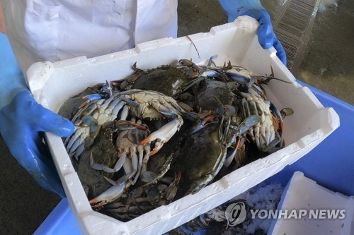 '외래종 꽃게' 침공에 골치 앓는 이탈리아…"먹어서 없애자"