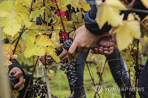 '이단' 취급받던 佛 무알코올 와인 인기…침체된 업계에 활력