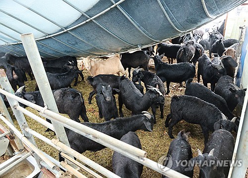 정부, 대설·한파 대책회의 '비상대응'…"취약시설물 안전유의"