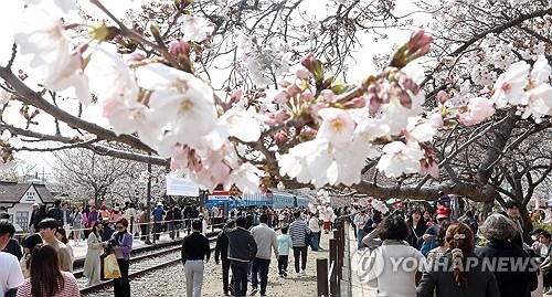 창원시, 고향사랑기부금으로 벚나무 소생·해군 장병 돕는다