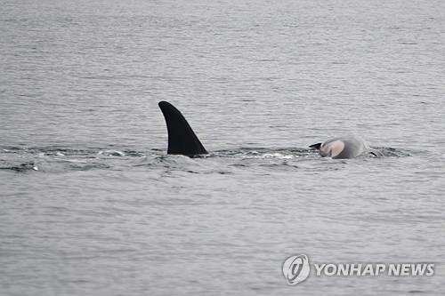 죽은 새끼 업고 1천㎞…그 어미 범고래, 또 자식 잃어