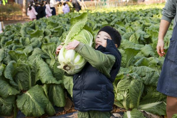 설 앞두고 金배추 金무…1년 전 가격의 두배 육박