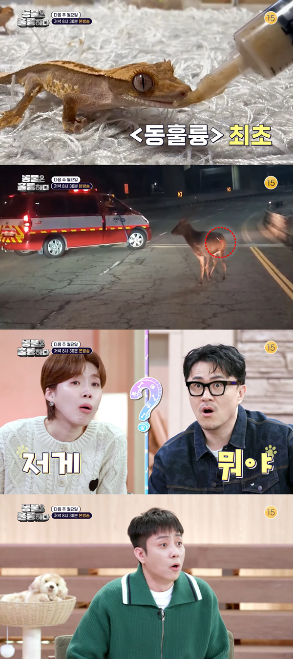 '동물은 훌륭하다', 3MC 경악하게 한 사슴 습격 사건 무슨 일?