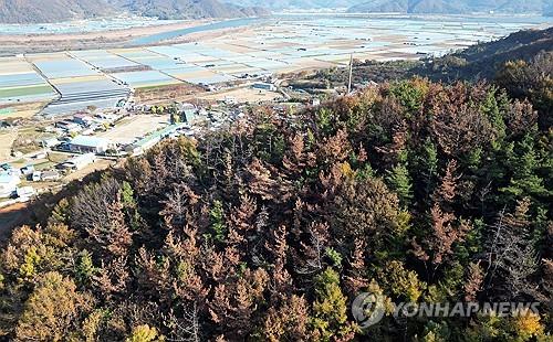 창녕 화왕산군립공원도 소나무재선충병 피해…경남도, 대책회의