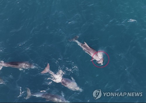 죽은 새끼 등에 업은 남방큰돌고래 또 제주 바다에서 발견돼