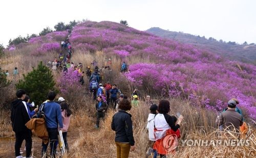 국내 3대 진달래 군락지 여수 영취산, 제 이름 찾았다