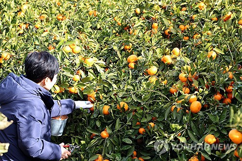 제주 노지온주 감귤 가격 상승세 유지…"생산량 감소 원인"