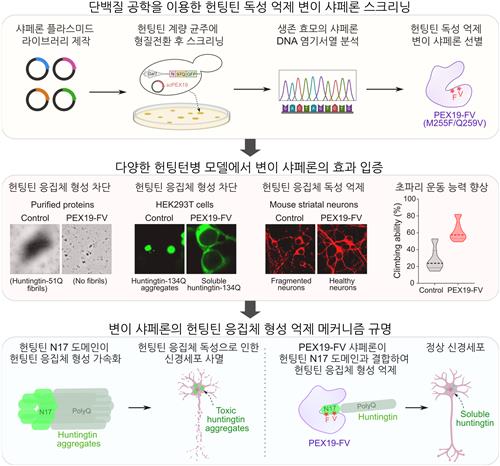 "퇴행성 뇌질환 헌팅턴병 치료 열쇠" 샤페론 단백질 개발