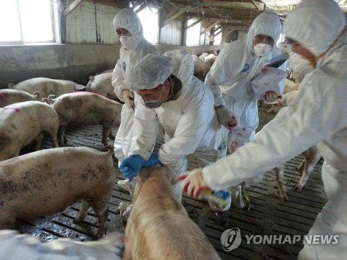 구제역 백신접종 미흡 농가, 항체 검사 연 3회 받는다