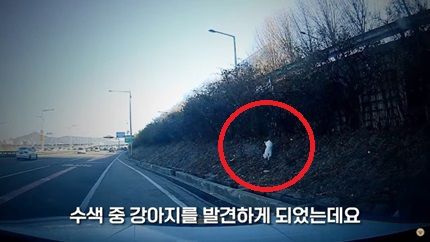 동부간선도로서 떨고 있던 강아지…이름표 '백설기' 단서로 수소문해 구출