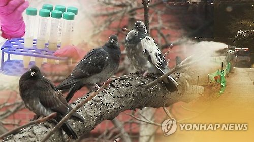 광주 비둘기 배설물서 식중독 병원체 검출…"위생 주의"