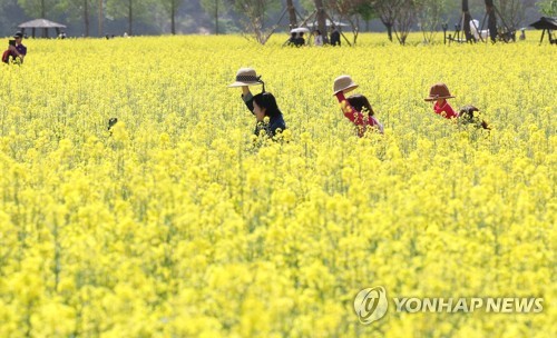 올해 20주년 '노란 봄 물결' 창녕낙동강유채축제 4월 10일 개막