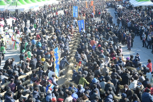 줄 엮는데 들어간 볏짚만 3만단…200년 전통 청도 이색 줄다리기