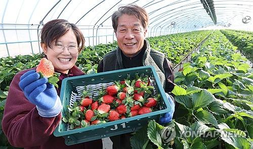 영남권 하나로마트, 경남 딸기 1㎏ 9천900원 판매