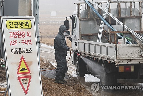 전북 부안 오리농장서 고병원성 AI…전국 31번째 사례