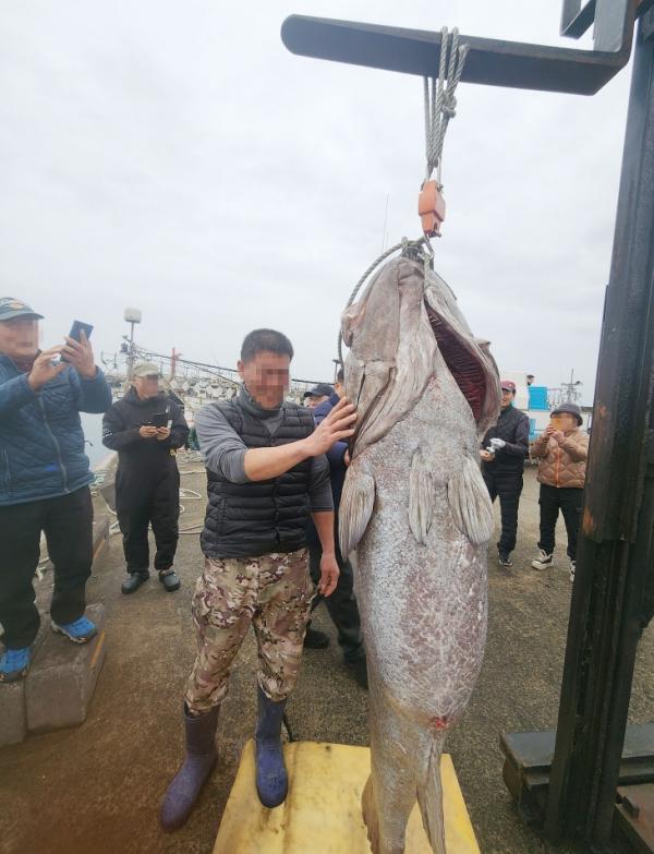 183㎝ 전설의 심해어 돗돔, 제주서 낚시로 잡았다