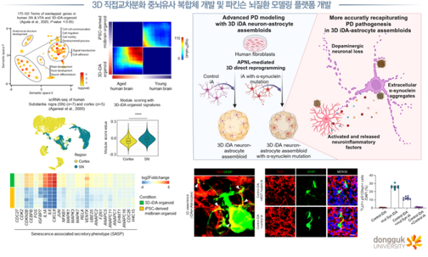 3D 직접교차분화 중뇌유사 복합체 개발 및 파킨슨 뇌질환 모델링 플랫폼 개발 모식도.