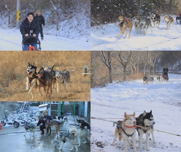 '세상에 나쁜 개는 없다' 파양견이 국가대표 썰매견이 된 사연