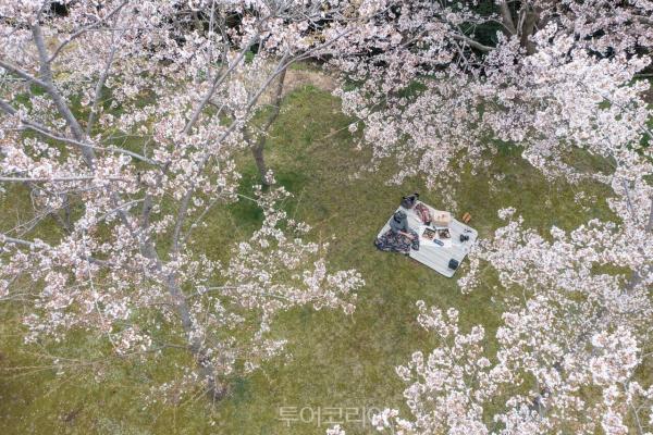 제주 한라산 흩날리는 벚꽃 절경 즐겨볼까!...WE호텔제주, ‘벚꽃 산책’ 패키지 선봬