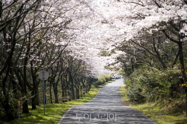 WE호텔제주 벚꽃길/사진-WE호텔