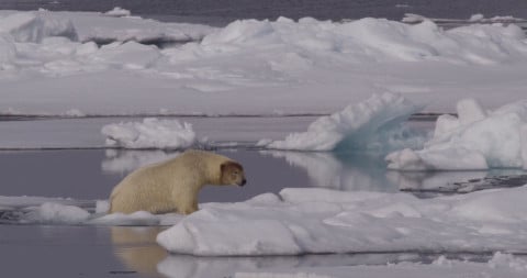 WWF, 국제 북극곰의 날(2월 27일)맞아 보전의 필요성을 알리기 위한 영상 및 사진 자료 공개