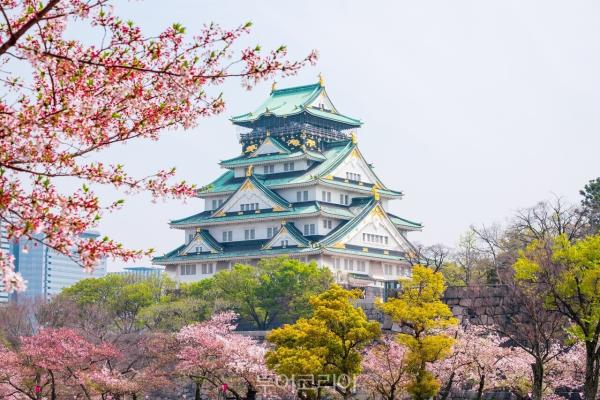 오사카성 벚꽃/사진-모두투어