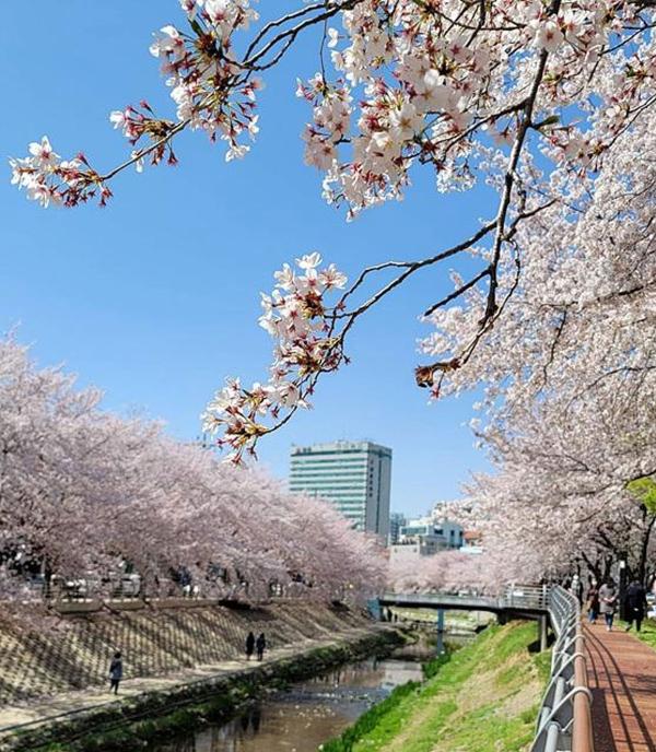 봄바람 따라 떠나는 한국 여행! 4곳의 ‘핫플’… 100만 송이 꽃밭부터 야경 맛집까지